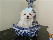 maltese puppy posted by Elegant Babies
